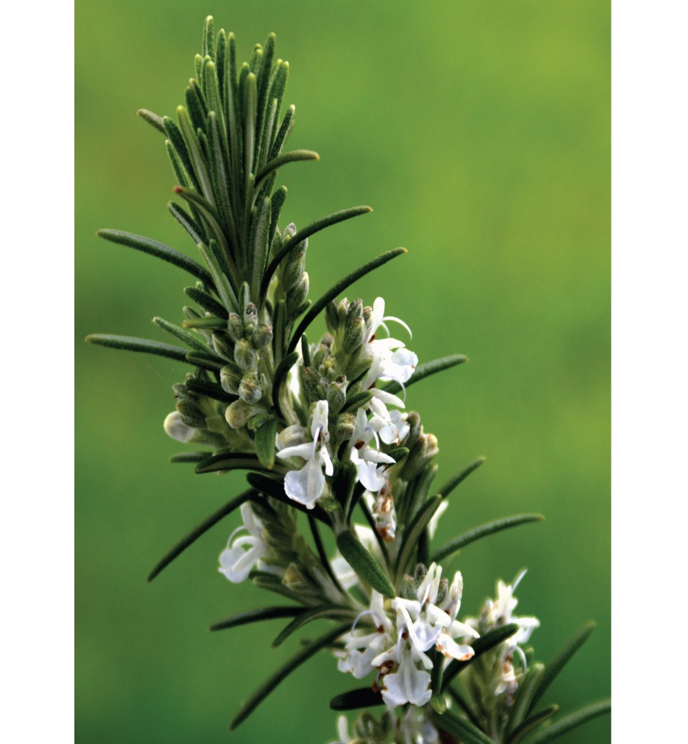 Rosemary Moroccan Essential Oil